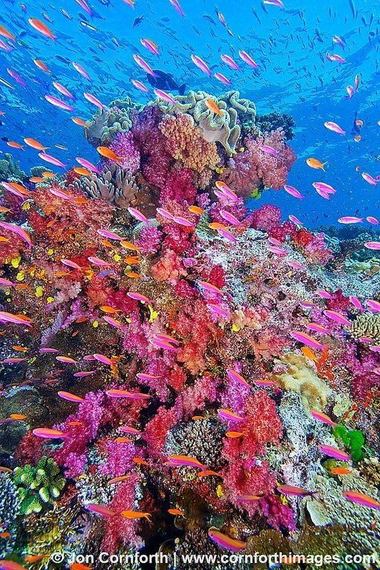 Namena Marine Reserve, Fiji