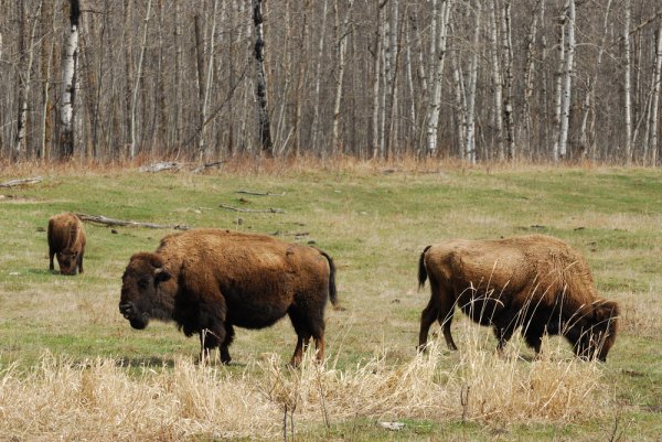 Stargazing at Wood Buffalo National Park