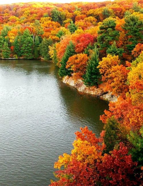 nature, autumn, vegetation, leaf, reflection,