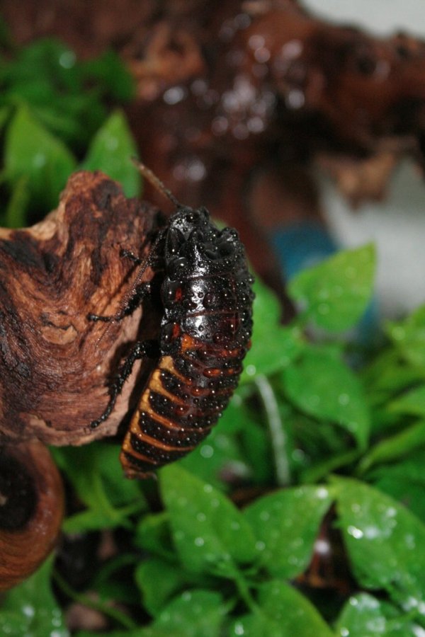 Madagascar Hissing Cockroach