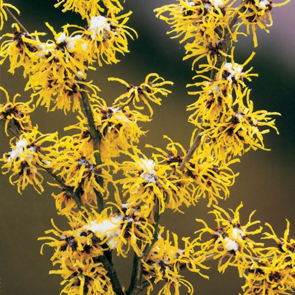 Witch Hazel