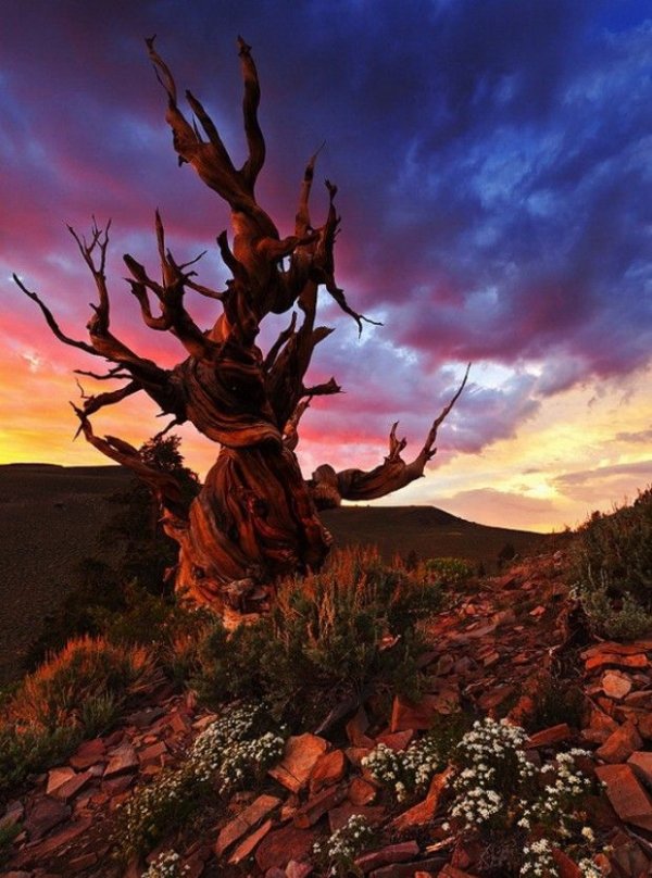 Nevada - Great Basin National Park