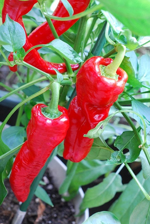 Cayenne