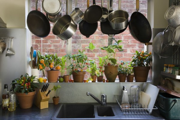 Indoor Gardening