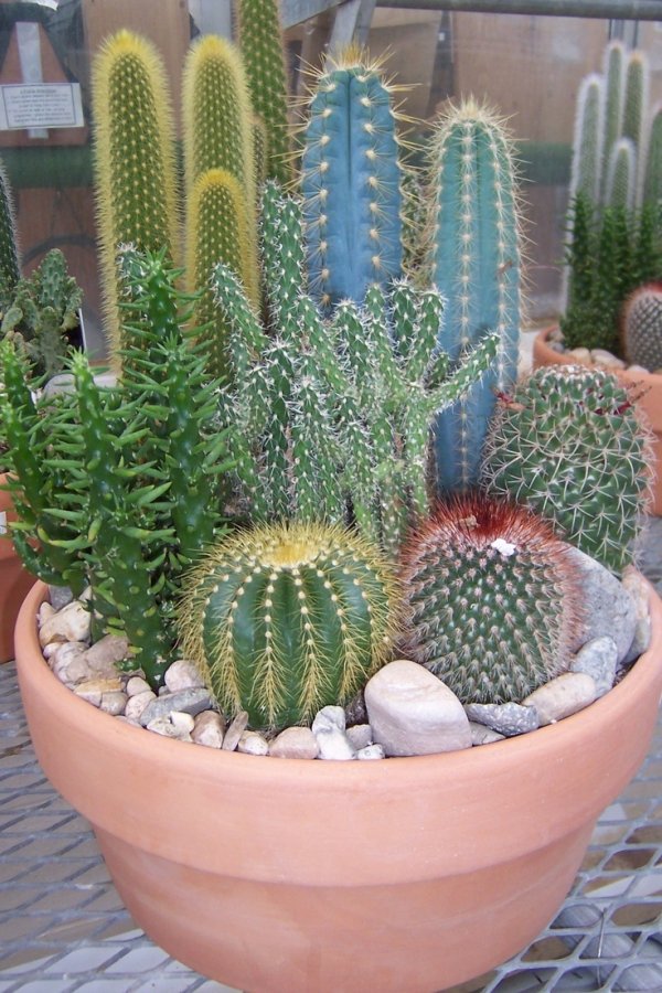 plant,cactus,hedgehog cactus,land plant,flowering plant,