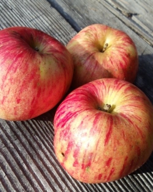 Gravenstein Apples