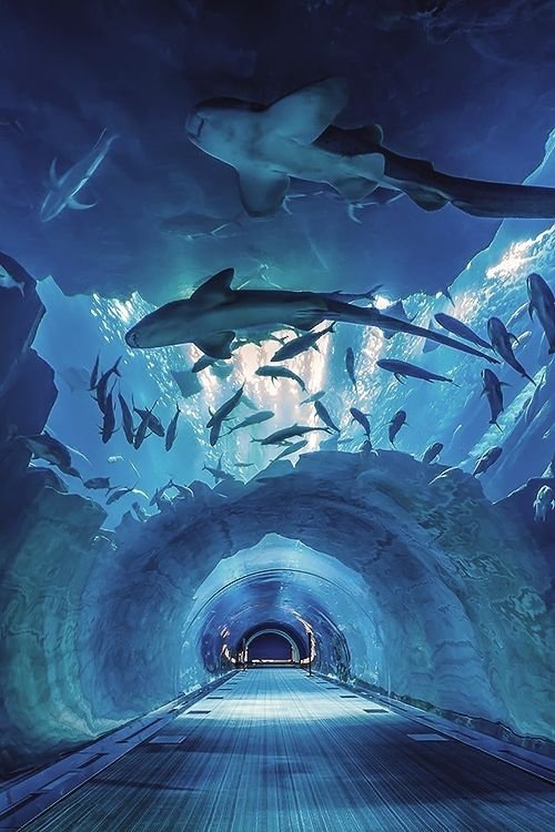 Aquarium - Dubai Mall