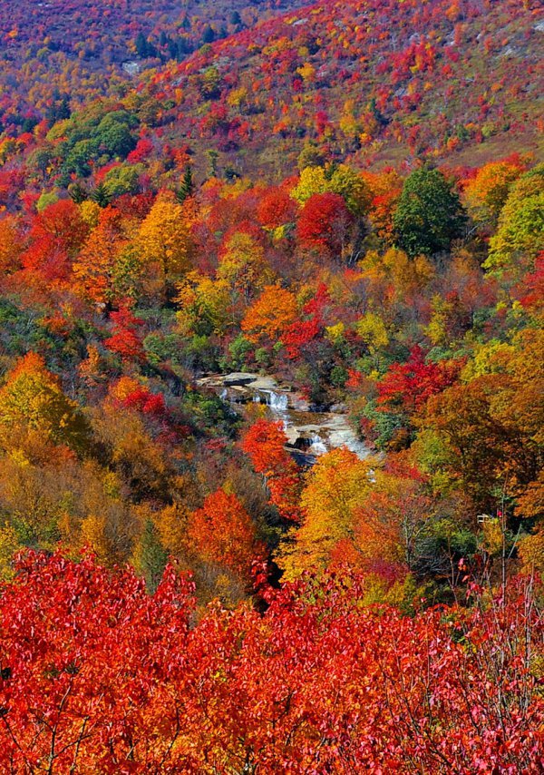 nature, autumn, vegetation, leaf, ecosystem,