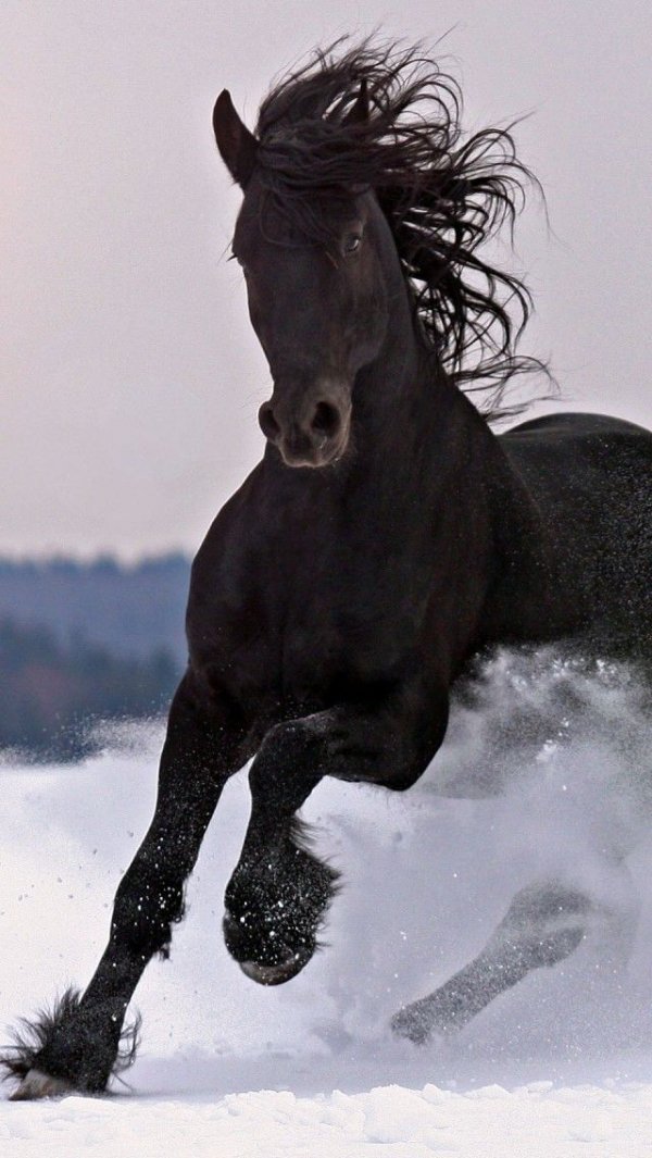 "woohoo! It's Been Snowing"