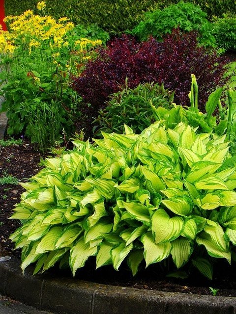 Hosta