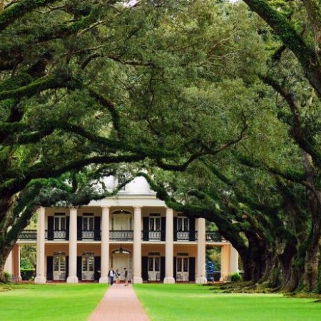 Oak Alley Plantation, tree, botany, plant, estate,