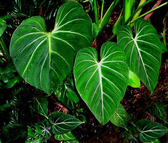 Philodendron