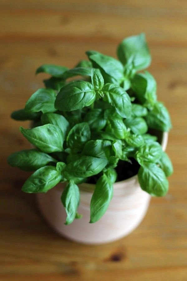 Basil