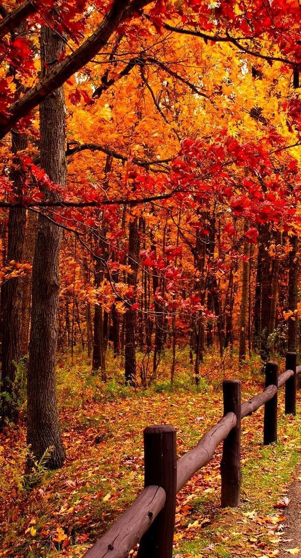 nature, autumn, woodland, tree, deciduous,