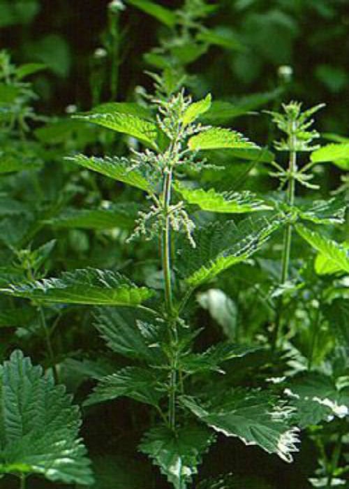 Nettle