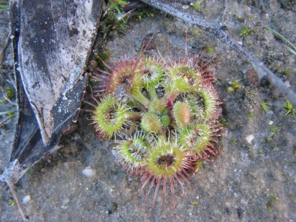 Drosera Glanduligera