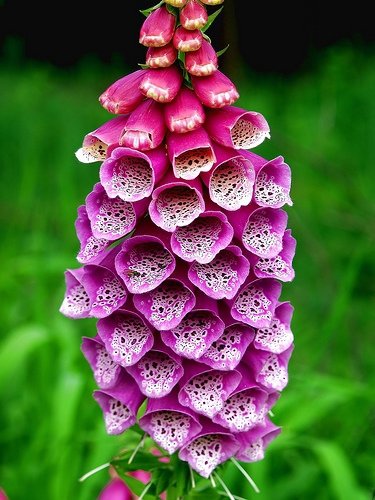 Foxglove