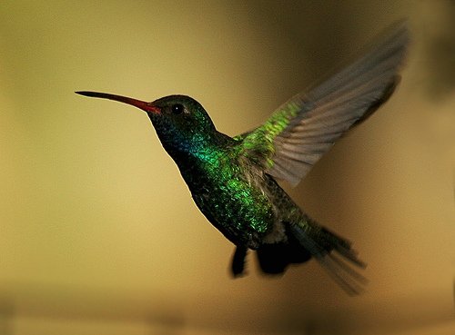 Broad-billed Hummingbird