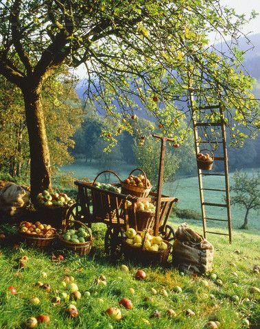 Apple Picking