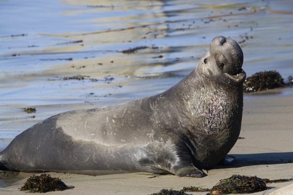 Pinnipeds