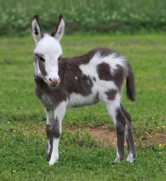 Reese Witherspoon - Miniature Donkeys