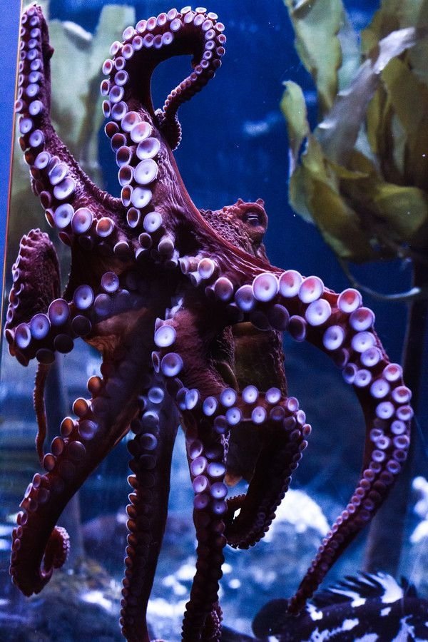 Giant Pacific Octopus