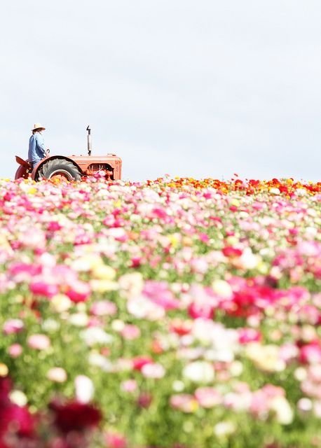 Farmer's Field