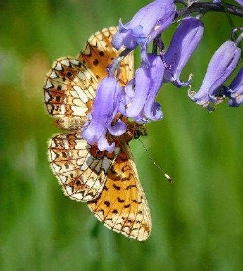 flower, insect, flora, brush footed butterfly, nectar,