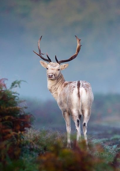 Fallow Deer