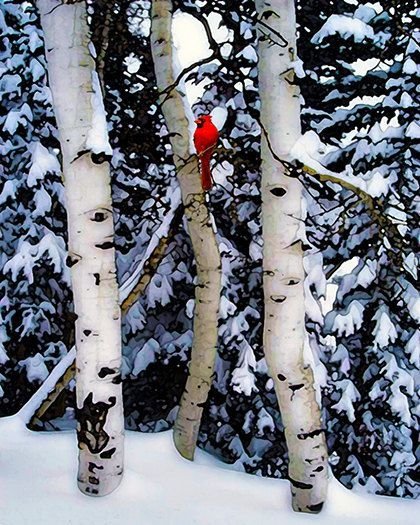 Red Cardinal in Winter