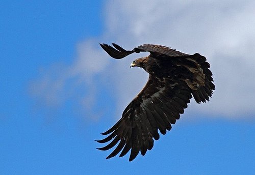 Eagle