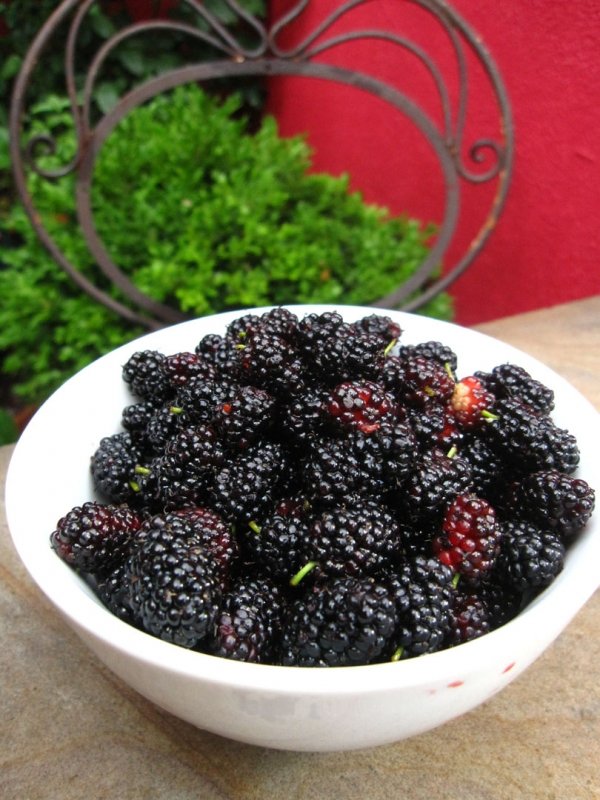 Mulberries