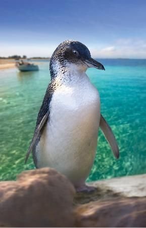 Penguin Island