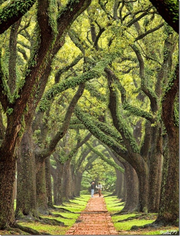 South Boulevard, Houston