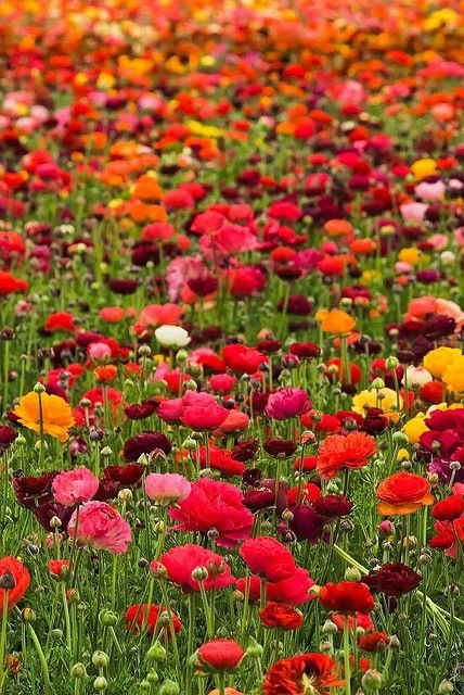 Riot of Ranunculus