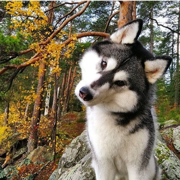 dog like mammal, siberian husky, dog breed, sakhalin husky, dog,