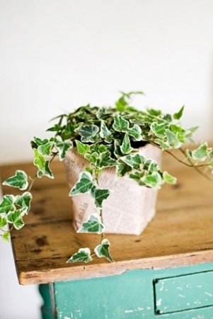 English Ivy