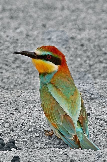 European Bee Eater