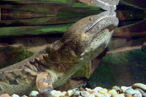 Chinese Giant Salamander