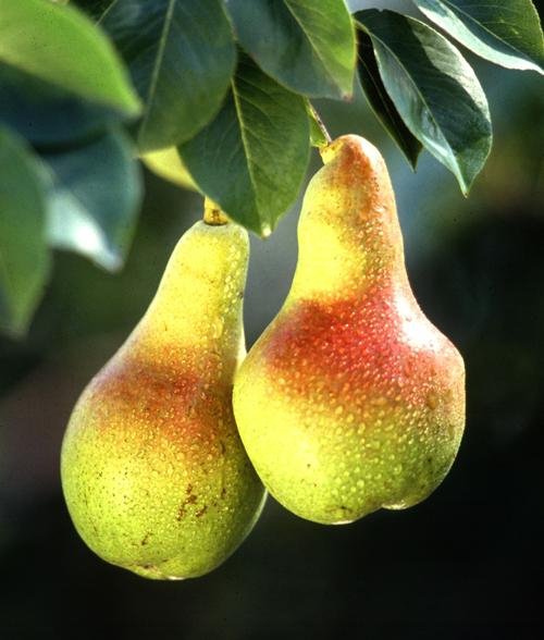 Pears