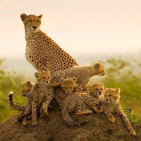 cheetah, terrestrial animal, wildlife, mammal, small to medium sized cats,