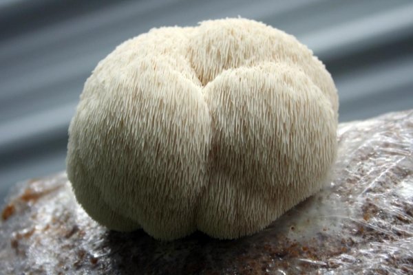 Lion’s Mane Mushrooms