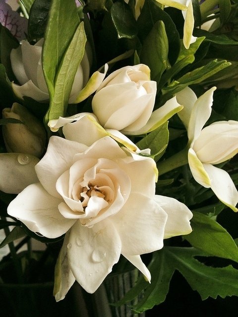 Gardenias