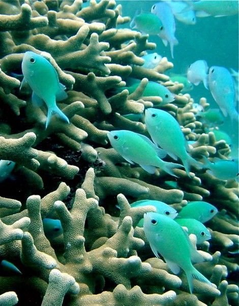 Green Chromis