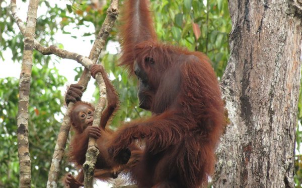 Tanjung Putting National Park, Indonesia