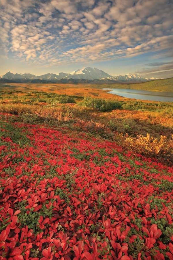 Denali National Park