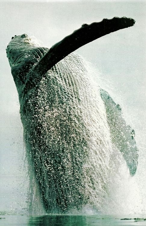 Humpback Whale