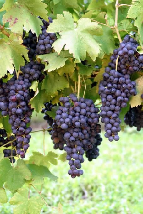 Grapes