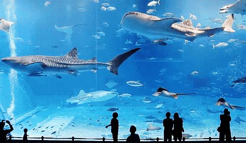 animal, marine biology, marine mammal, vertebrate, whales dolphins and porpoises,