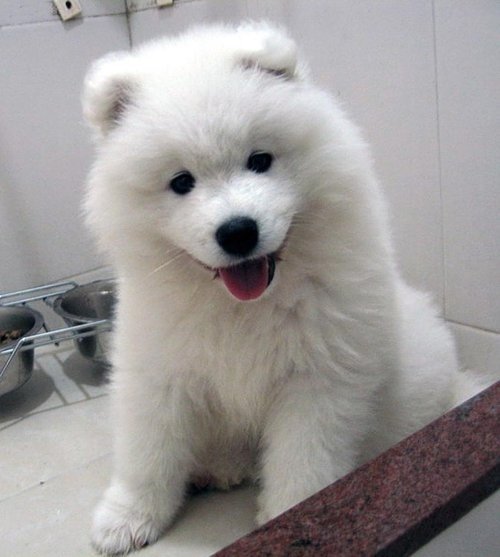 dog,mammal,vertebrate,dog breed,samoyed,